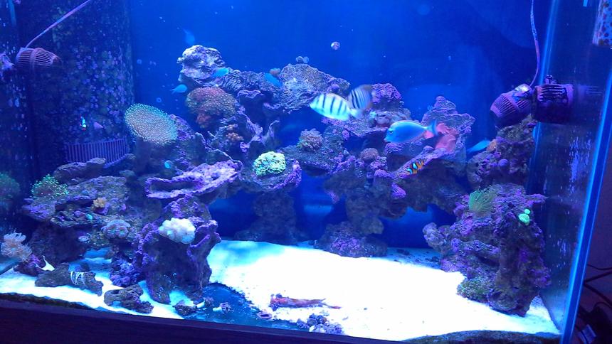 Rated #5: 150 Gallons Reef Tank - Reef tank