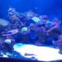 150 gallons reef tank (mostly live coral and fish) - Reef tank