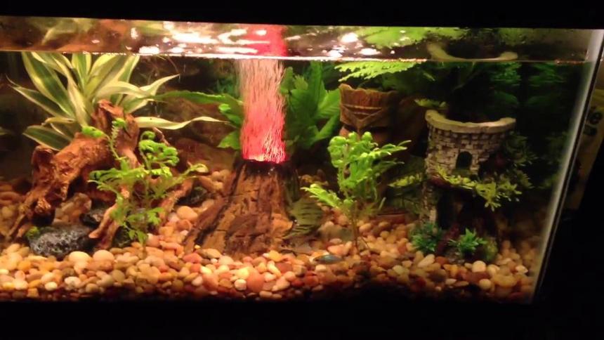 Rated #55: 10 Gallons Freshwater Fish Tank - This is mine