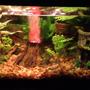 10 gallons freshwater fish tank (mostly fish and non-living decorations) - This is mine