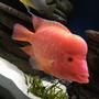 freshwater fish stocking in 75 gallons tank - Red devil cichlid