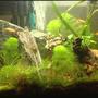 10 gallons planted tank (mostly live plants and fish) - 3/29 6 weeks 7.2 / 76*