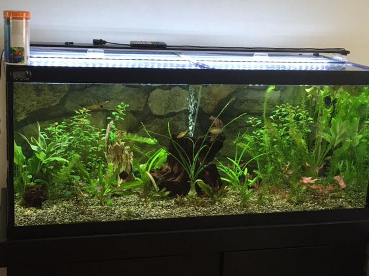 75 gallons planted tank (mostly live plants and fish) - Randomly grabbing plants I think look awesome and trying to arrange this is not so easy