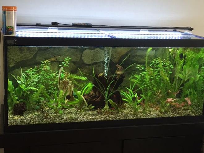 75 gallons planted tank (mostly live plants and fish) - Randomly grabbing plants I think look awesome and trying to arrange this is not so easy