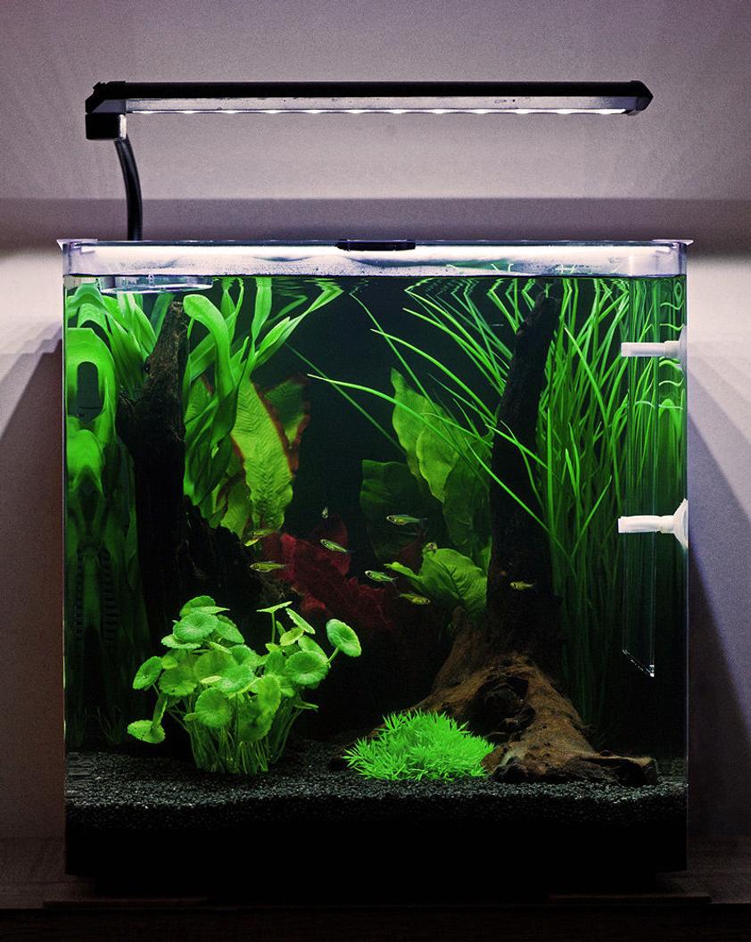 Rated #2: 10 Gallons Freshwater Fish Tank - My Aqua One Aspire55 with Green Neon Rasbora.