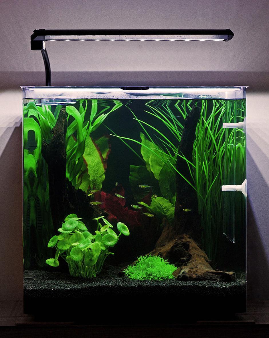 10 gallons freshwater fish tank (mostly fish and non-living decorations) - My Aqua One Aspire55 with Green Neon Rasbora.