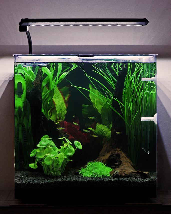 10 gallons freshwater fish tank (mostly fish and non-living decorations) - My Aqua One Aspire55 with Green Neon Rasbora.
