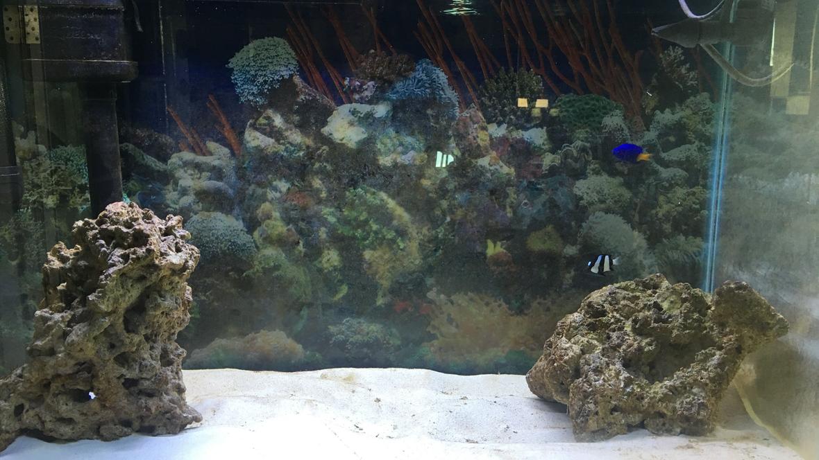 29 gallons saltwater fish tank (mostly fish, little/no live coral) - Just the beginning