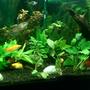 fish tank picture - Update pic 4/1/16
