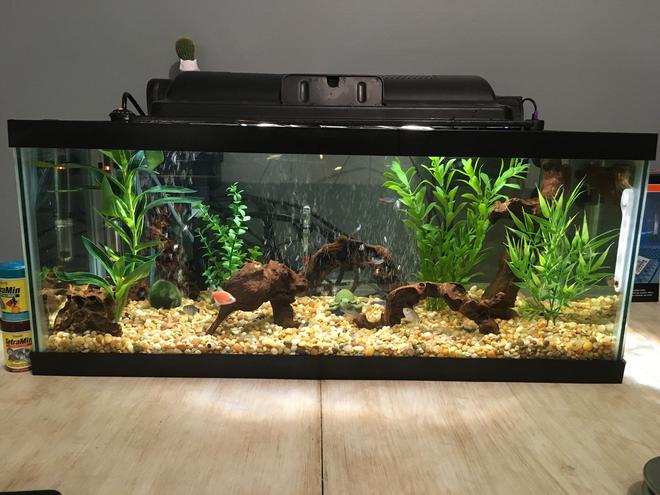 20 gallons freshwater fish tank (mostly fish and non-living decorations) - Front Side of New Tank