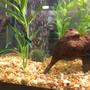 fish tank picture - Iron Wood, Plants and Small Airstone
