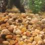 fish tank picture - Gravel/Rocks in Tank