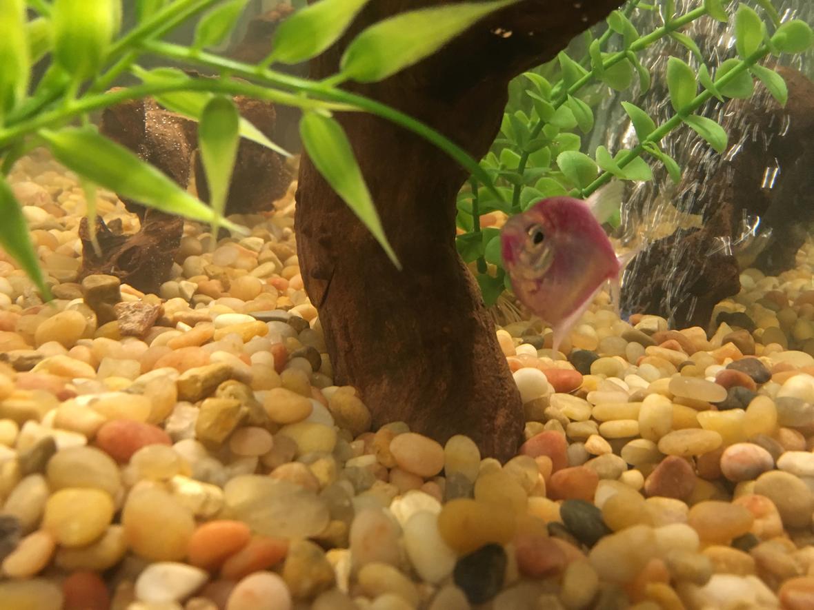 freshwater fish stocking in 20 gallons tank - Tetra