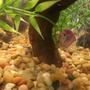 freshwater fish stocking in 20 gallons tank - Tetra