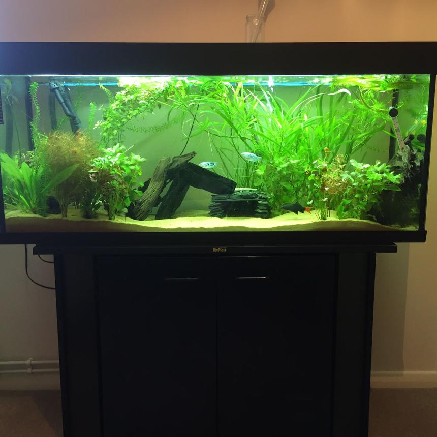 Rated #27: 55 Gallons Planted Tank - Tropical fish tank