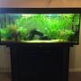55 gallons planted tank (mostly live plants and fish) - Tropical fish tank