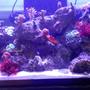 57 gallons reef tank (mostly live coral and fish) - Only pic I could get to load!