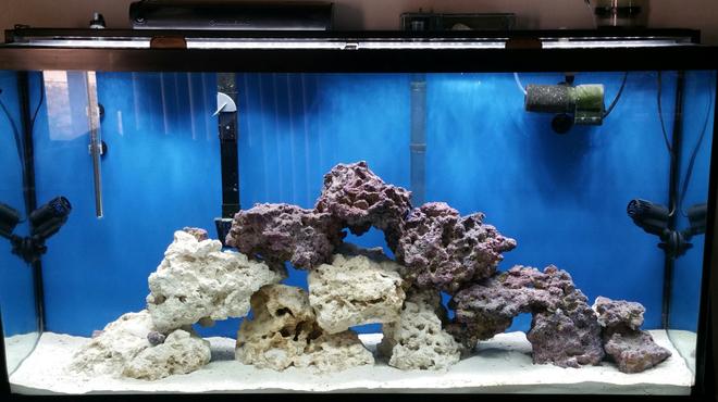 60 gallons saltwater fish tank (mostly fish, little/no live coral) - New tank cycling.
