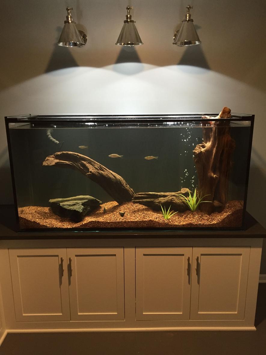 Rated #19: 150 Gallons Freshwater Fish Tank - My tank