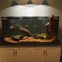 150 gallons freshwater fish tank (mostly fish and non-living decorations) - My tank