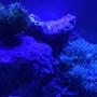 fish tank picture - Moon light glow
