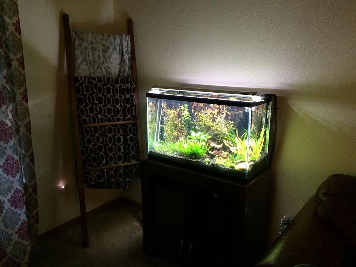 29 gallons planted tank (mostly live plants and fish) - High tech 29g running pressurized CO2. -Plants- Amazon Sword Ammania Gracilis Ludwigia repens Micro Sword Java Fern Cryptocorne parva -Lights- Finnex Planted+ -Ferts- Seachem Flourish Seachem Trace Osmocote+ Tabs