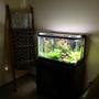 29 gallons planted tank (mostly live plants and fish) - High tech 29g running pressurized CO2. -Plants- Amazon Sword Ammania Gracilis Ludwigia repens Micro Sword Java Fern Cryptocorne parva -Lights- Finnex Planted+ -Ferts- Seachem Flourish Seachem Trace Osmocote+ Tabs