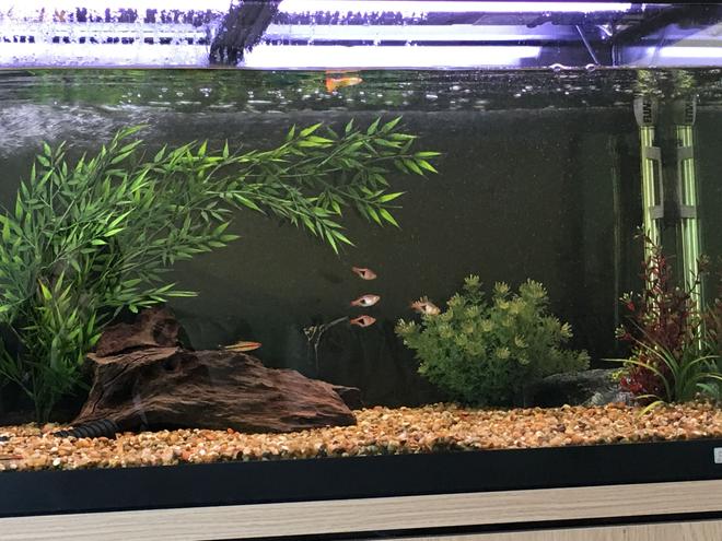 44 gallons freshwater fish tank (mostly fish and non-living decorations) - My tank