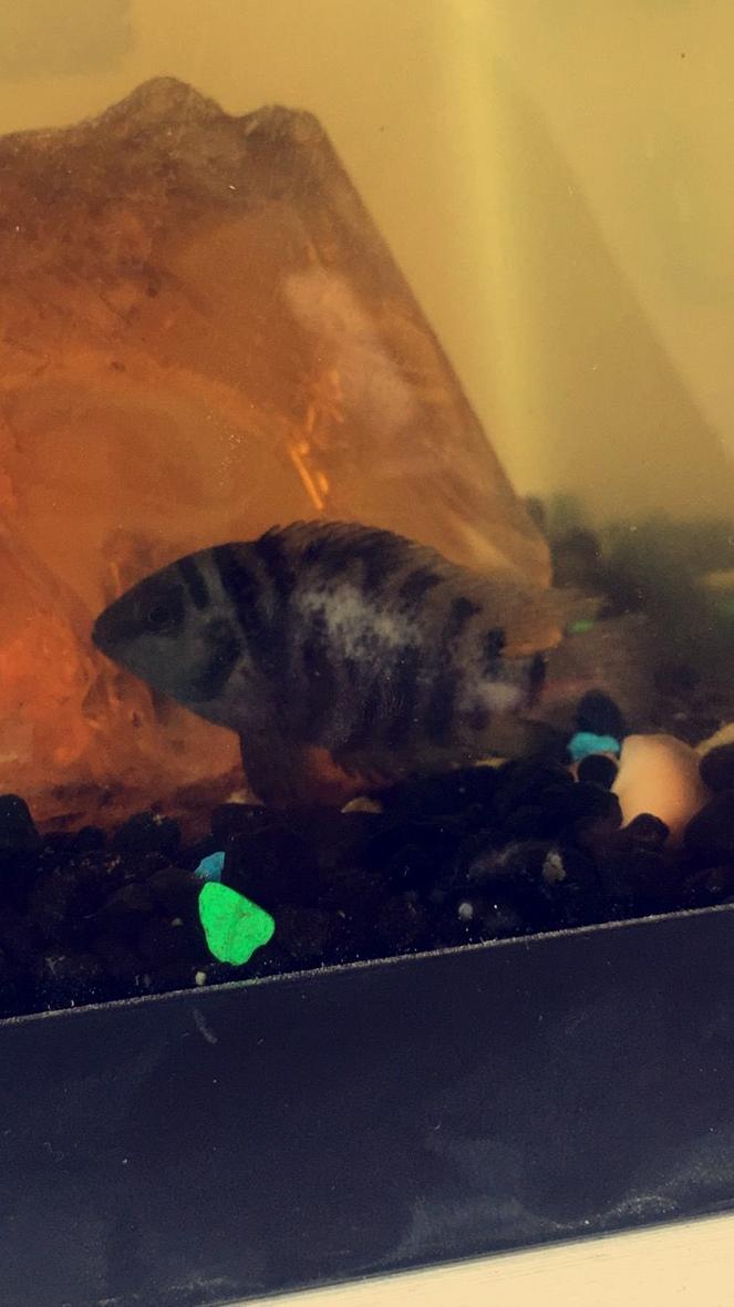 20 gallons freshwater fish tank (mostly fish and non-living decorations) - So I recently purchased a pair of unidentifiable African cichlids from my local pet smart and they are in a 20g tank, with a functioning heater and filtration system, dechlorinate water and the works. It was to my utter surprise 3 days ago when I discovered that there were a swarm of African baby cichlids, there are roughly 35-40 beautiful little babies swimming around the tank now and I am off to the store to purchase them insofouria / baby fish fry food, about 2 days ago I noticed white patches/ scales missing on what I now believe to be the female in the tank, I am very concerned of her well being and fear the male may be bullying her, and if so, what I can do to resolve the matter. I am also going to create more hiding spots for her in the short term. Right now the male appears to be picking up the young fry in his mouth and then spitting them back out and hoarding them in a conch shell I have in the tank and that's where the fry generally stay and he seems very territorial over the babies which is odd because when I was researching and looking at other forums I saw that it is much more likely and common for the females to be the sole caretakers and the males to disregard them or eat them once the fry reach the free swimming stage, with the excess mouth scooping activity I've come to the conclusion that they are mouth brooders, I am willing to do whatever possible to maintain their wellbeing I am just in need of some expert advise as this is my first pair of cichlids and I want to to things the correct way. Thank you. I will also try to post a picture of the male as I am seeking indemnification if possible. I've searched the web and still can't seem to find the type that they look like. I do not believe this I suck or fungal related but I could be wrong, I just want to receive the best ways to help her. I am currently setting up and cycling a new 10 gallon tank in the potential case that quarantine or separation is necessary. I am also looking on input as to how to relocate either the male or the fry as I am aware I will have to do so soon. I am new to this entire process, and I need all the friendly advice I can get. Thank you once again!