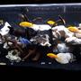 30 gallons reef tank (mostly live coral and fish) - Reef tank Softies