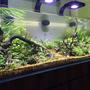 60 gallons planted tank (mostly live plants and fish) - ADA 60 SIDE 1