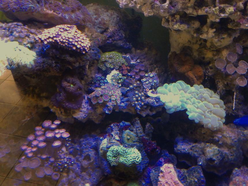 Rated #2: Corals Inverts Stocking In 53 Gallons Tank - My zoa
