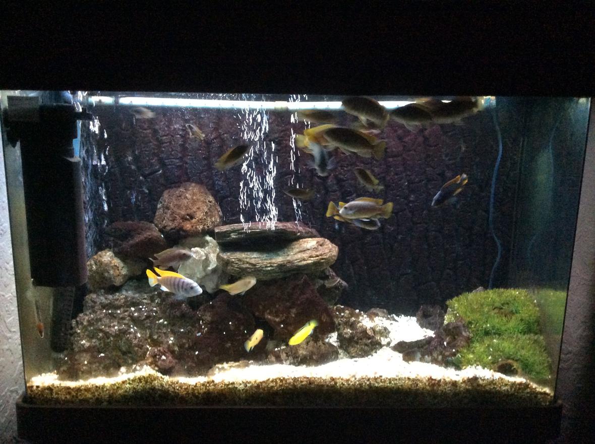 50 gallons freshwater fish tank (mostly fish and non-living decorations) - Here's my 50 gallon tank which has African Cichlids mostly peacocks, one bumblebee and jade cichlids. Had the tank second hand which I will be changing to sand and lime stone soon.. Sorry for the poor photos which where taken on my iPad..