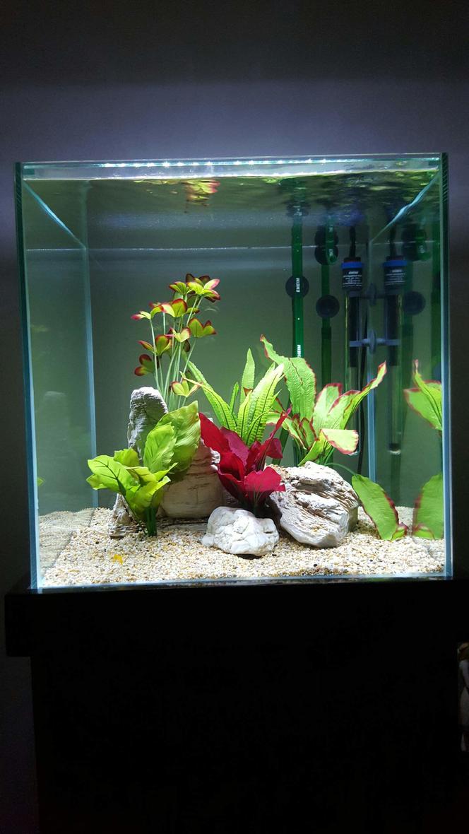 27 gallons freshwater fish tank (mostly fish and non-living decorations) - 103 Litres / 27 Gallons cube tank.

- 47cm square cube tank. Custom made by the best glass tank maker in Sydney.

- Rimless 6mm glass, clear silicone. Includes all glass lids with handle.

- Solid pine wood cabinet built by professional aquarium cabinet maker. Water proofed stained and painted gloss black.

- Extra thick and safe styrofoam, cut to tank size, for tank saftey. Peace in mind.

- Eheim 2215 (350) Canister filter with all filter bio media and double taps. 620 litres per hour. (Rated for tanks up to 350 litres) - 15 watts

- Eheim Jager 100 watt heater. (Rated for tanks up to 150 litres) - 100 watts

- Beamswork 300 super slim LED light. 6500K. Moonlight/Daylight option. - 6 watts

- Serenity freshwater substrate gravel - Coffs Harbour natural colour course. 100% natural gravel.

- Aquarium large natural Pagoda / Niwa rock decorations. 100% natural rock.

- Natural Gold Vine driftwood. 100% natural.