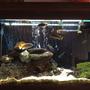 fish tank picture - Another clearer photo of my 55 gallon Cichlids tank