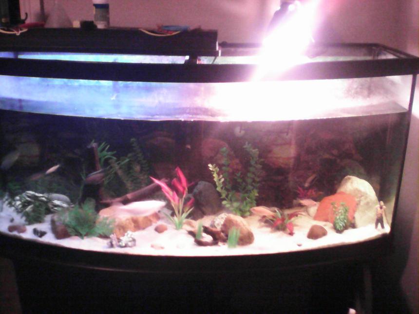 Rated #72: 70 Gallons Freshwater Fish Tank - Sorry for the quality