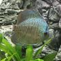 freshwater fish stocking in 55 gallons tank - Medium Blue Snakeskin Discus