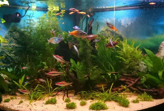 92 gallons planted tank (mostly live plants and fish) - Full photo of tank