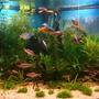 92 gallons planted tank (mostly live plants and fish) - Full photo of tank