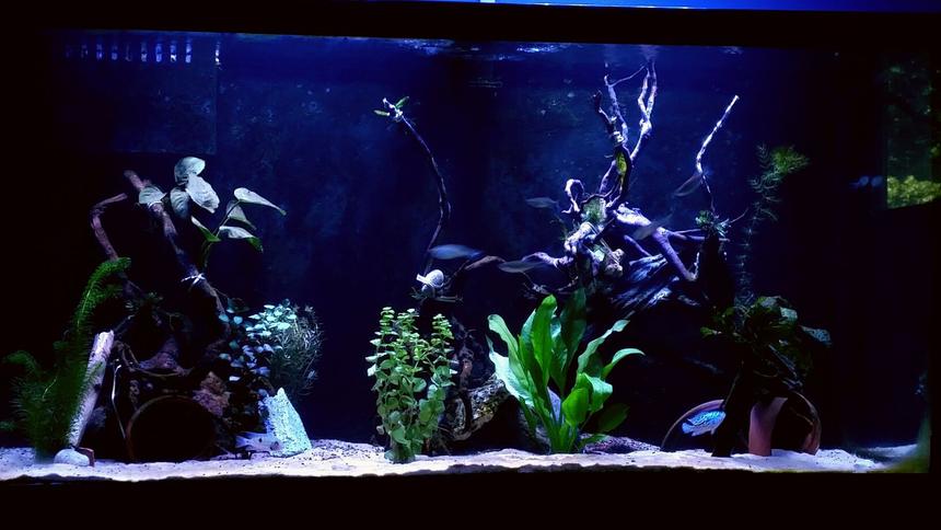 Rated #30: 90 Gallons Freshwater Fish Tank - 90 gallon new world cichlid tank