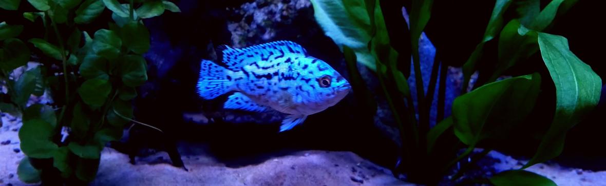 freshwater fish stocking in 90 gallons tank - Electric blue jack dempsey