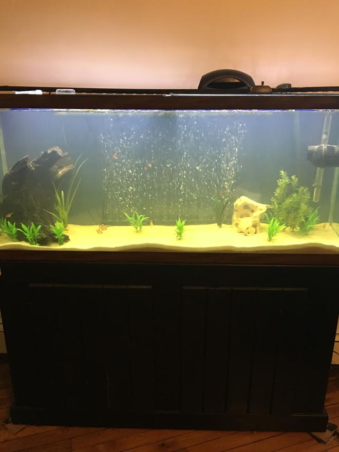 55 gallons freshwater fish tank (mostly fish and non-living decorations) - 55 gallon tank