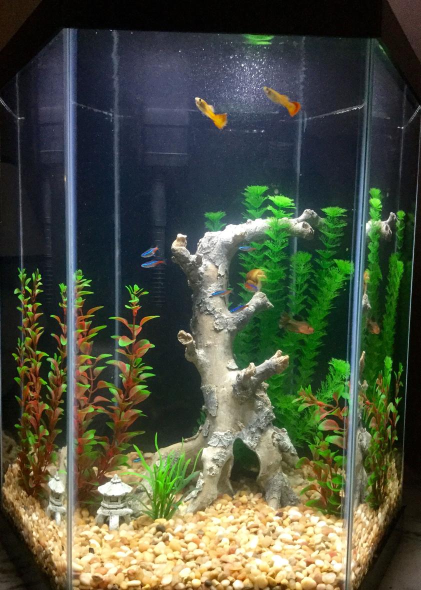 Rated #28: Freshwater Fish Stocking In 20 Gallons Tank - Freshwater tank