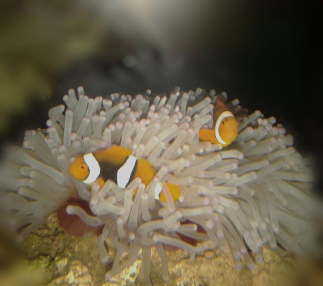 saltwater fish stocking in 53 gallons tank - The finding nemo