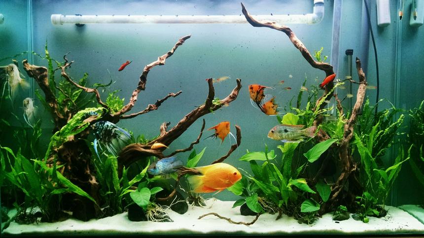 Rated #11: 80 Gallons Planted Tank - 80 gallon SA community