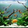 80 gallons planted tank (mostly live plants and fish) - 80 gallon SA community