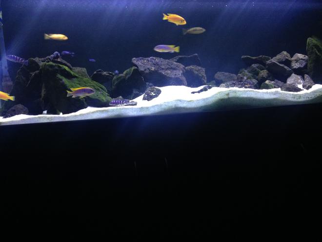 80 gallons freshwater fish tank (mostly fish and non-living decorations) - African mbuna cichlid tank