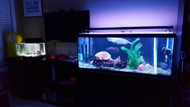 75 gallons freshwater fish tank (mostly fish and non-living decorations) - Oscar ,  Silver Arowana