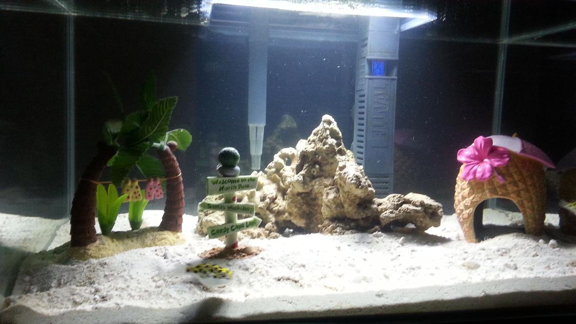 75 gallons saltwater fish tank (mostly fish, little/no live coral) - 2x Green Spotted Puffer