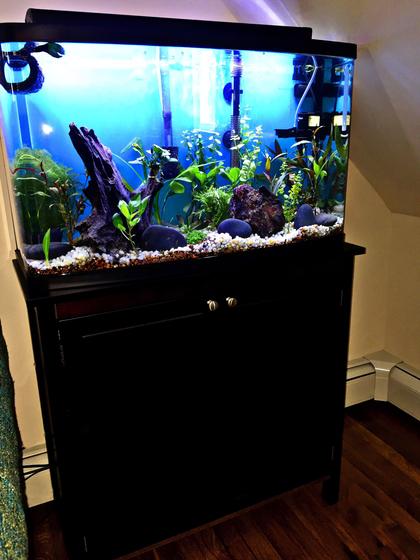 23 gallons planted tank (mostly live plants and fish) - 23g (high),